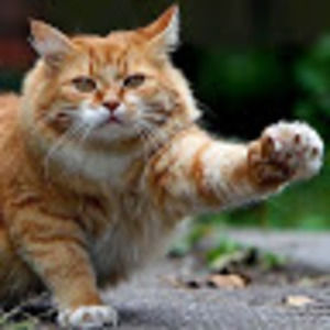 Meet your Posher, Claire